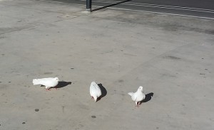 muerte palomas Alicante