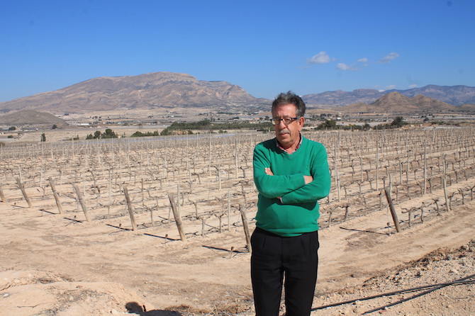 Pedro Rubira, presidente de la Sectorial de Uva de Mesa de Asaja Alicante.