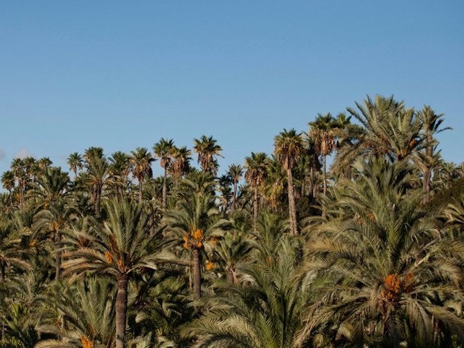 Palmeral de Elche.
