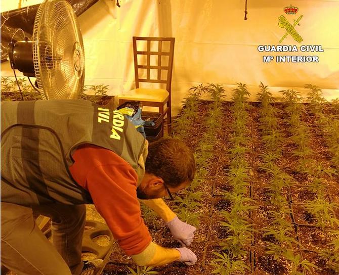 Plantaci&oacute;n de marihuana en el chal&eacute; de Alfaz del Pi.