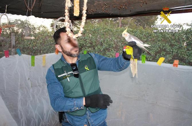 Uno de los agentes de la Guardia Civil con las aves tropicales intervenidas.