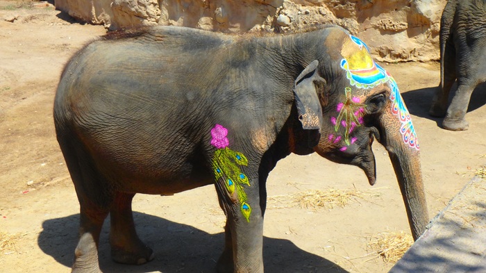 La elefanta Petita celebra su 54 cumpleaños con frutas, música y una fiesta Holi