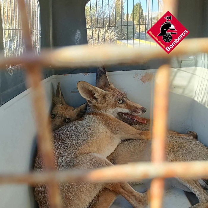 Rescatados tres zorros tras caer a una balsa sin agua en Mutxamel