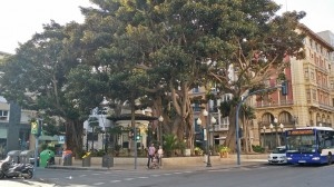 Ficus, antes de la poda.