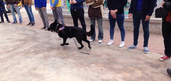 Uno de los perros de la Unidad Canina, pasa delante de los jóvenes.